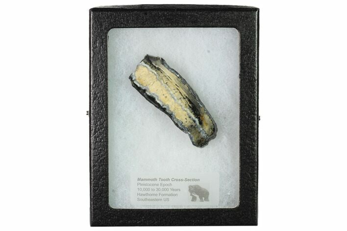 Mammoth Molar Slice with Case - South Carolina #165101